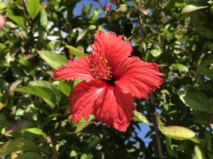 Hibiscus
